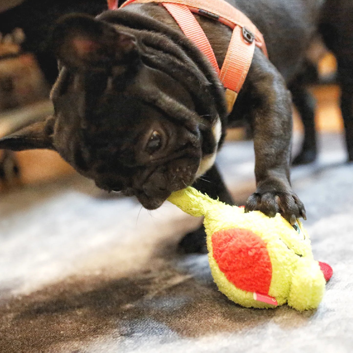 Squeaker Interactive Dog Toy Balls for Small Dogs Play Bite Resistant Chew Ball Toys for Large Dogs Puzzle Training Accessories