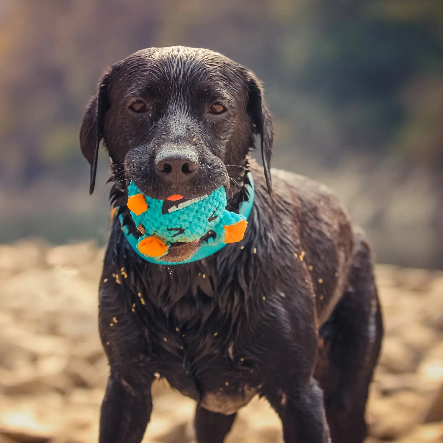 Squeaker Interactive Dog Toy Balls for Small Dogs Play Bite Resistant Chew Ball Toys for Large Dogs Puzzle Training Accessories